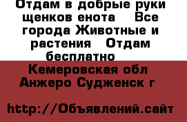 Отдам в добрые руки щенков енота. - Все города Животные и растения » Отдам бесплатно   . Кемеровская обл.,Анжеро-Судженск г.